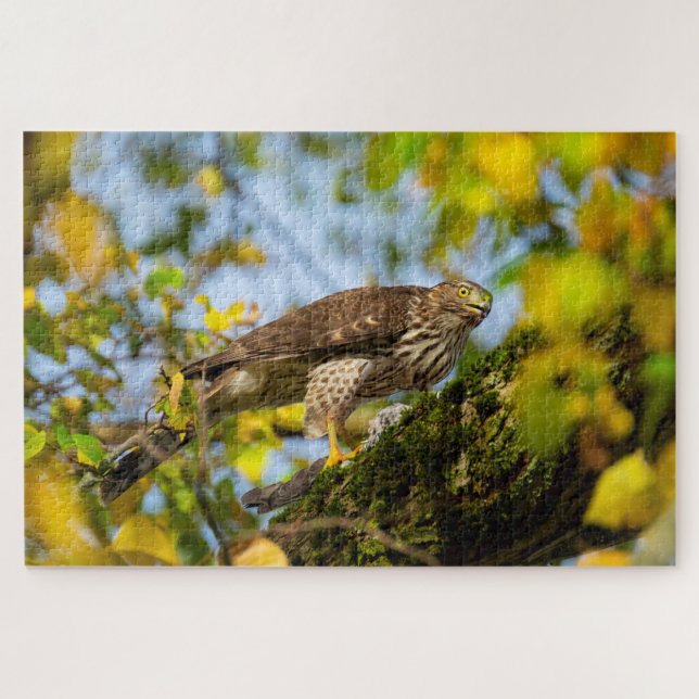 Puzzle Cooper's Hawk (Horizontal)
