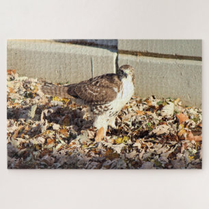 Puzzle Cooper's Hawk