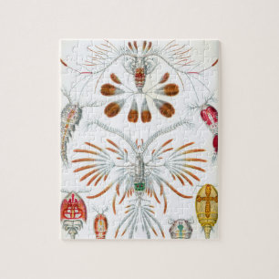Puzzle Copepoda vintage Ocean Animaux par Ernst Haeckel