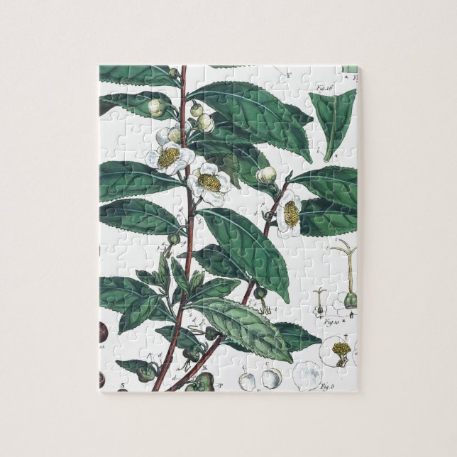 Puzzle Copie botanique vintage de thé vert (Vertical)