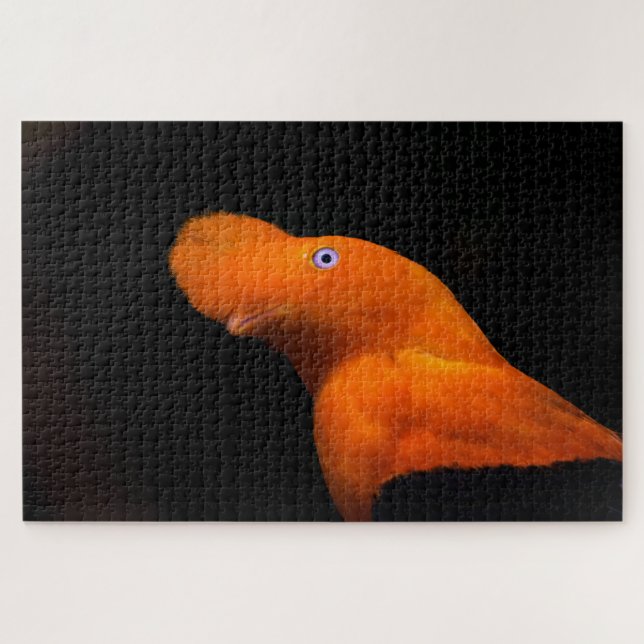 Puzzle Coq de roche des Andes (Horizontal)