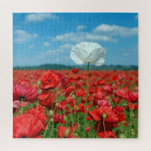 Puzzle Coquelicot blanc unique dans un champ de coquelico