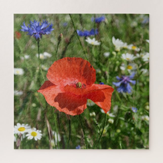 Puzzle coquelicot, fleur, champ, nature, printemps, arriè (Vertical)
