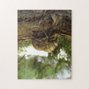 Puzzle Coquille de Canada. C'était pressé.