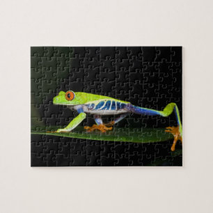 Puzzle Costa Rica, Grenouille aux yeux rouges (Agalychnis