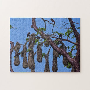 Puzzle Costa Rica, Punta Cahuita - Psarocolius decumanus