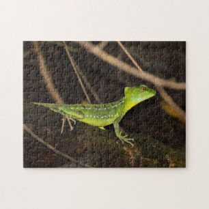 Puzzle Costa Rica, Tortuguero - Emerald Basilisk Lizard