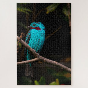 Puzzle Cotinga rayée