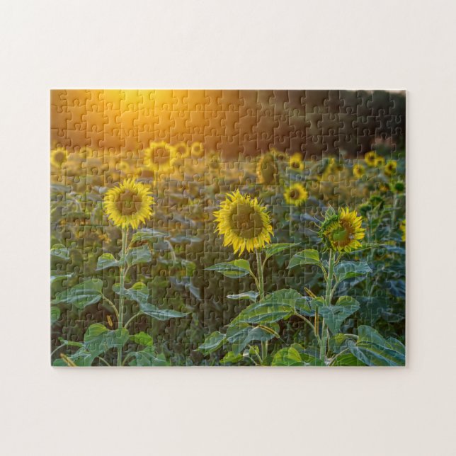 Puzzle Coucher Du Soleil Sur Le Terrain De Tournesol (Horizontal)