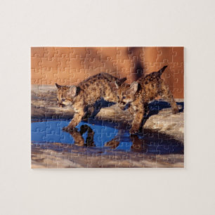 Puzzle Cougar Cubs