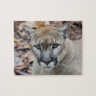Puzzle Cougar, lion de montagne, panthère de Floride, Pum