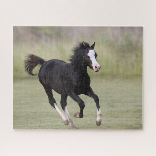 Puzzle Coup De Foin De Pony Noir Et Blanc Gallois