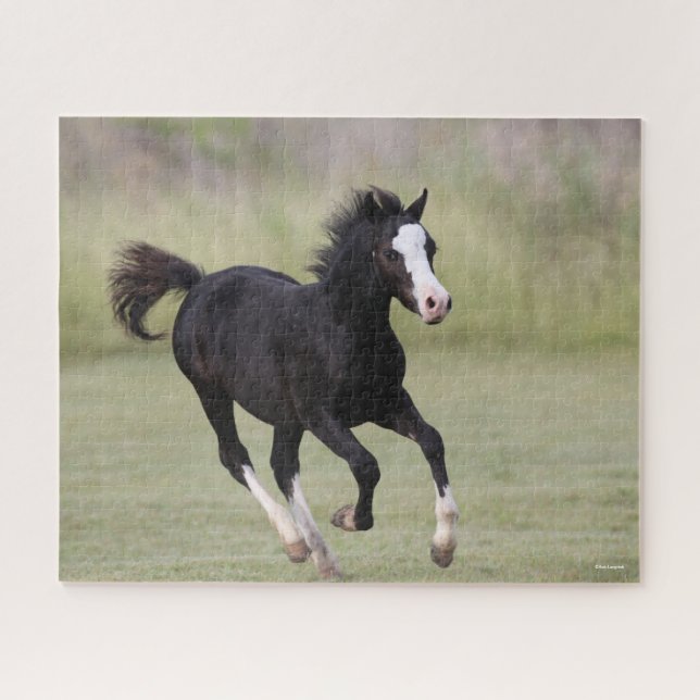 Puzzle Coup De Foin De Pony Noir Et Blanc Gallois (Horizontal)