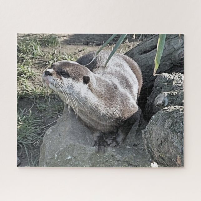PUZZLE COUPER OTTER  (Horizontal)