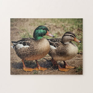 Puzzle Couple de canards colverts