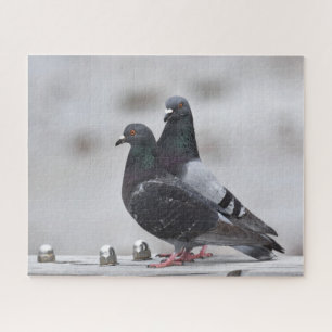 Puzzle Couple de pigeons