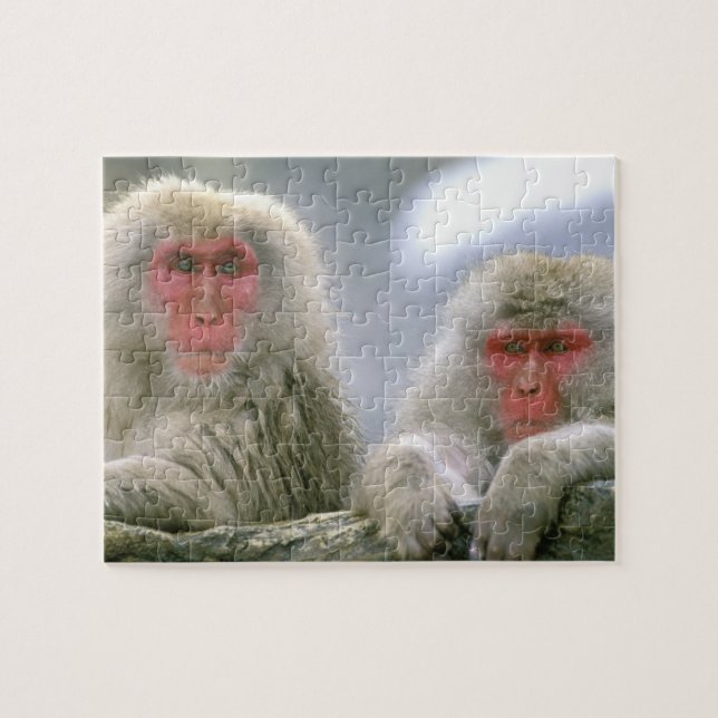Puzzle Couple de singes des neiges, Macaque japonais, (Horizontal)