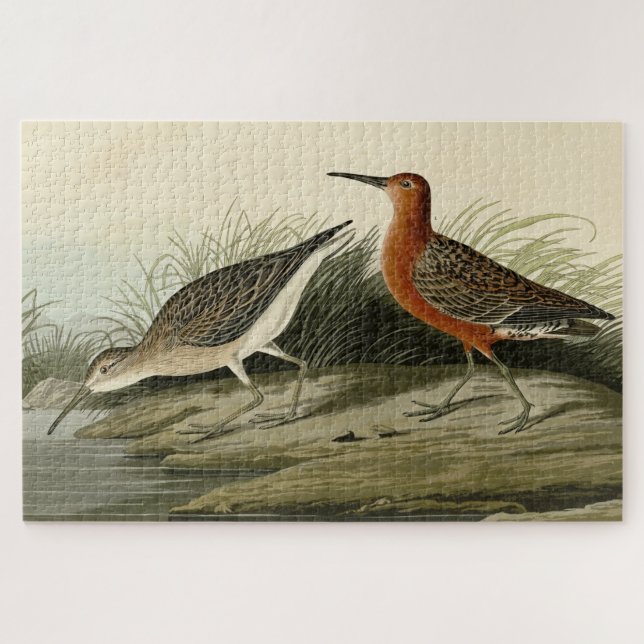 Puzzle Courlis de porc (Sandpiper) Audubon Birds of Ameri (Horizontal)