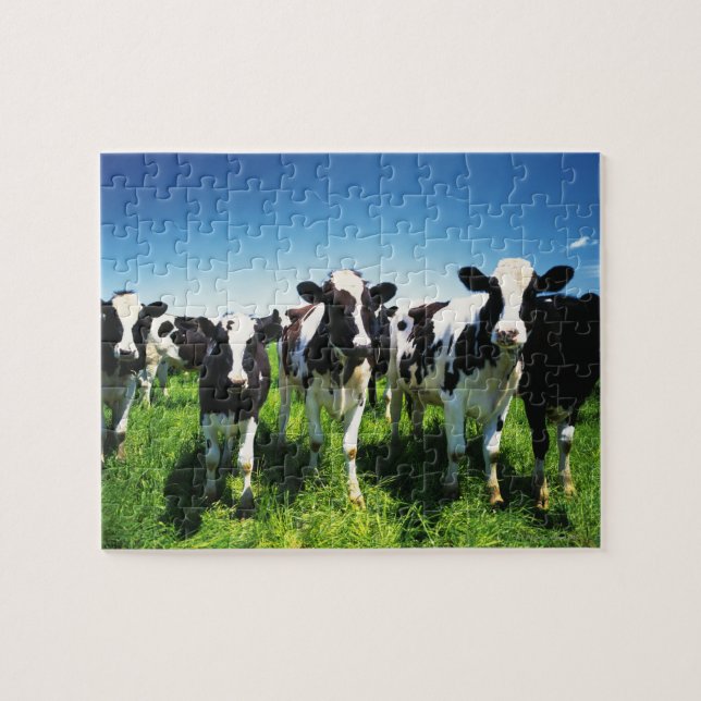 Puzzle Cows in the field, Betsukai town, Hokkaido (Horizontal)