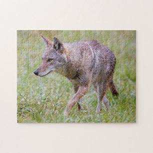 Puzzle Coyote dans un champ, Cades Cove