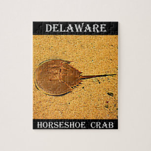 Puzzle Crabe de fer à cheval du Delaware