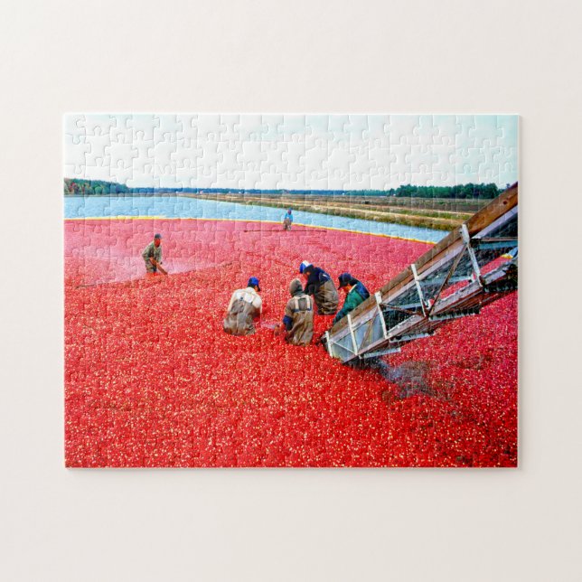 Puzzle Cranberry Harvest New Jersey. (Horizontal)