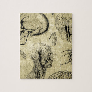Puzzle Crâne d'anatomie vintage
