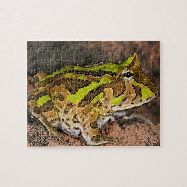 Puzzle Crapaud cornu brésilien, Ceratophrys cornuta, Nati (Horizontal)