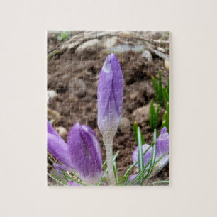 Puzzle Crocus printaniers