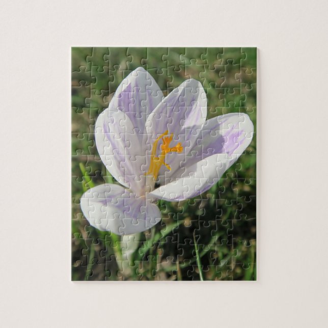Puzzle crocus, printemps, fleur, nature, violet, fleur, (Vertical)