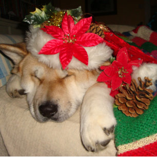 Puzzle Cute akita chien dormir habillé pour Noël