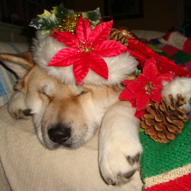 Puzzle Cute akita chien dormir habillé pour Noël (Créateur téléchargé)