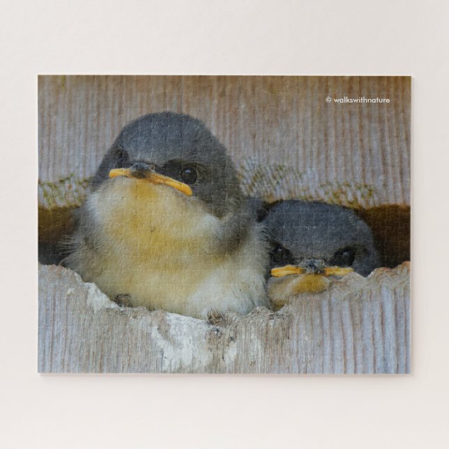 Puzzle Cute Baby Tree Swallows Regard sur le Grand Monde (Horizontal)
