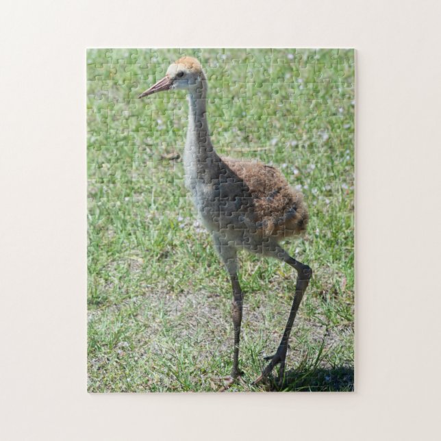 Puzzle Cute Bird Nature Faune Floride Grue de Sandhill (Vertical)