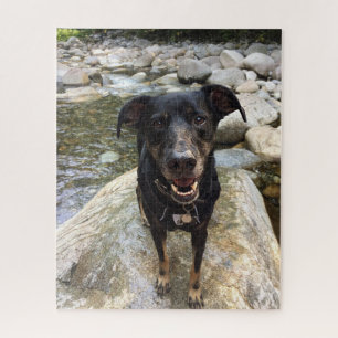 Puzzle Cute Black Dog Lab Shepherd Chien Nature De Photo