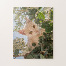 Cute Cat Kitten escalade dans un Eucalyptus Tree -