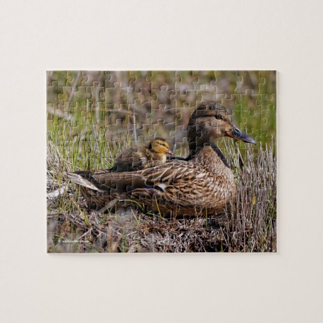 Puzzle Cute Chillin' Mallard Maman Canard Et Bébé Canard (Horizontal)