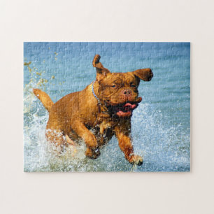 Puzzle Cute Dogue de Bordeaux playing in water