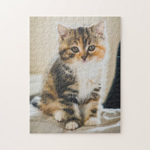 Puzzle Cute Fuzzy Calico Tabby Kitten Photo Chat