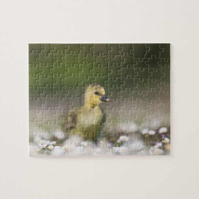 Puzzle Cute Gosling photo de la faune (Horizontal)