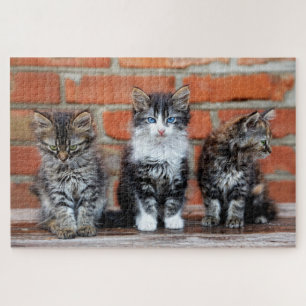 Puzzle Cute Kittens Assis Devant Un Mur De Briques