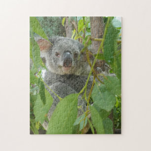 Puzzle Cute Koala Bear Baby Australie Photographie
