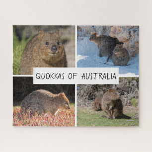 Puzzle Cute Quokka Animal Wildlife Australia, 520 pièces
