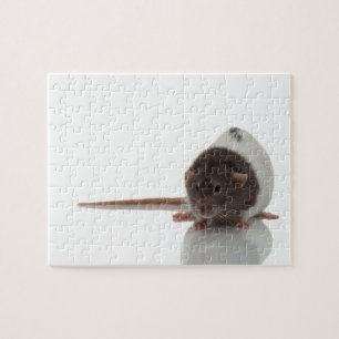 Puzzle Cute Rat sur blanc