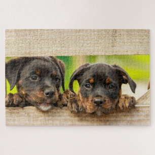 Puzzle Cute Rottweiler chiots Chien Nature animale