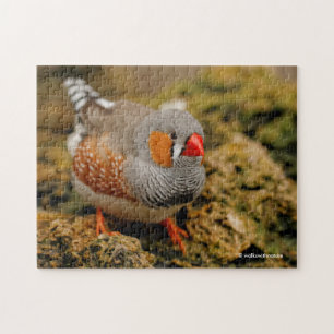 Puzzle Cute Zebra Finch Songbird sur les rochers