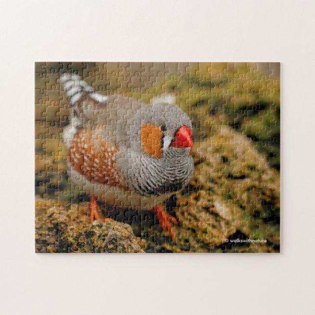 Puzzle Cute Zebra Finch Songbird sur les rochers (Horizontal)