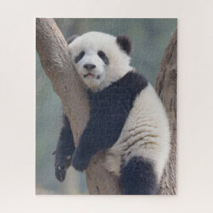 Puzzle Cutest Baby Animals Baby Panda Bear Sleeping