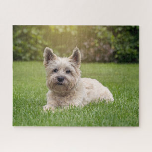 Puzzle Cutest Baby Animals Cairn Terrier Dog