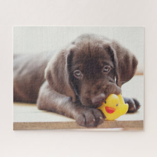 Puzzle Cutest Baby Animals   Chocolate Labrador Puppy